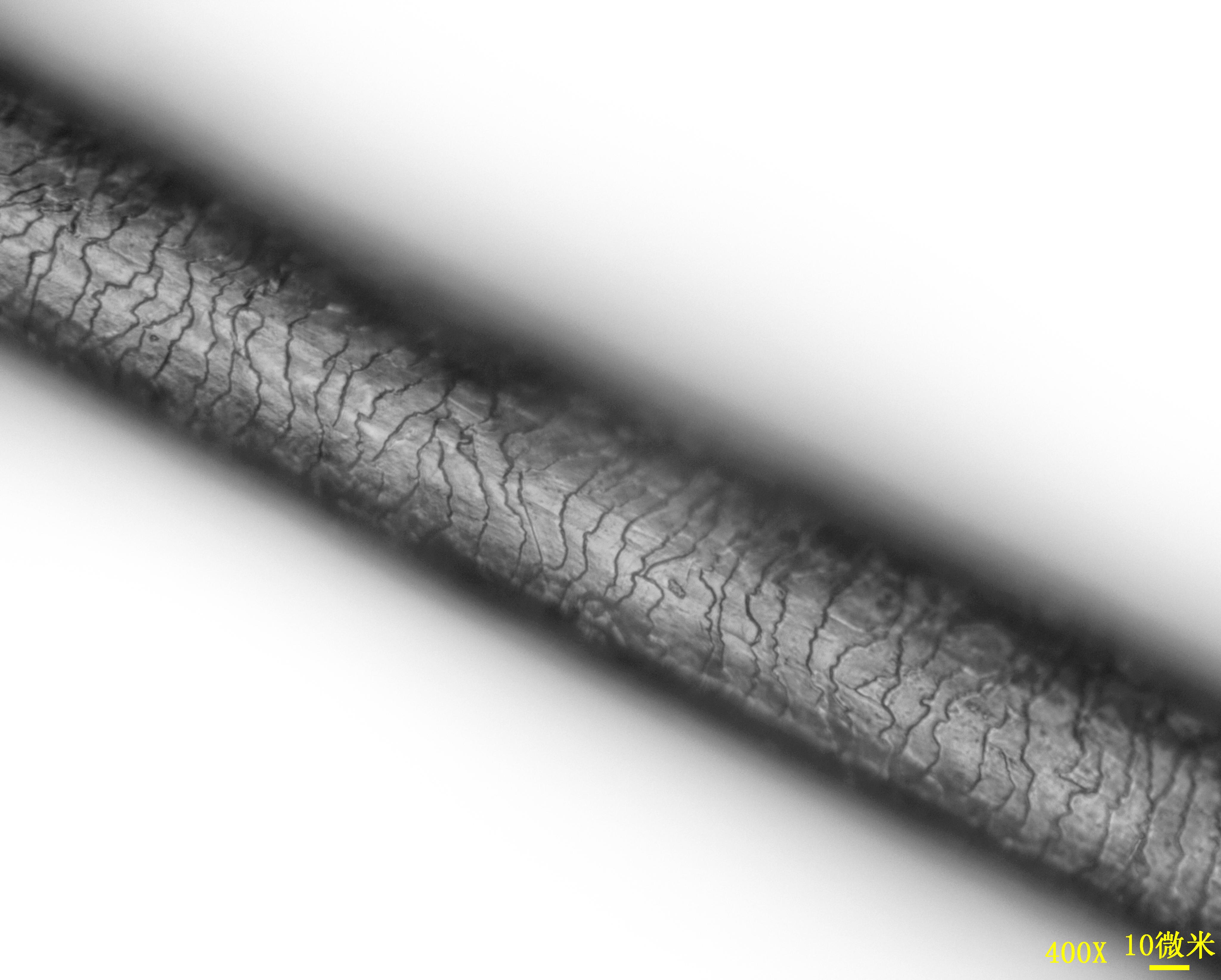 猫毛癣菌犬小孢子菌，显微镜高清摄影大图-千库网
