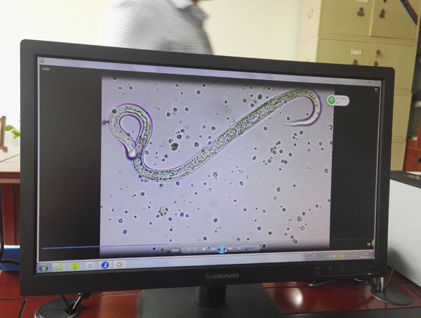 数码生物显微镜线虫检测